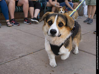 2024 Tour de Corgi - tour