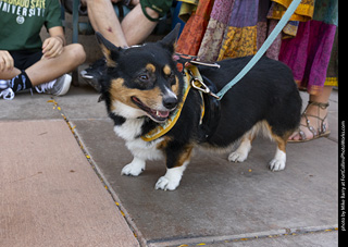 2024 Tour de Corgi - tour
