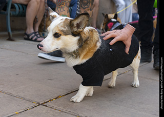 2024 Tour de Corgi - tour
