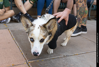 2024 Tour de Corgi - tour