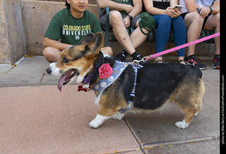 2024 Tour de Corgi - tour