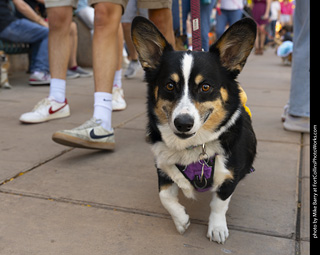 2024 Tour de Corgi - tour