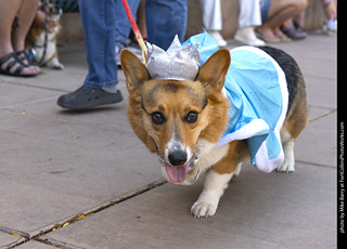 2024 Tour de Corgi - tour