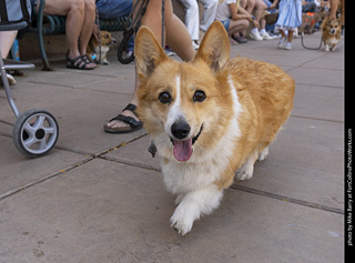 2024 Tour de Corgi - tour