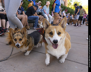 2024 Tour de Corgi - tour