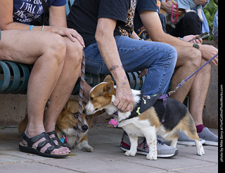 2024 Tour de Corgi - tour