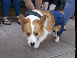 2024 Tour de Corgi - tour