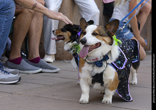 2024 Tour de Corgi - tour