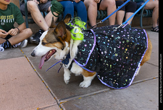 2024 Tour de Corgi - tour