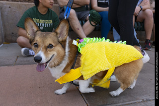 2024 Tour de Corgi - tour