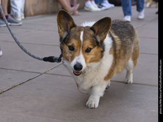 2024 Tour de Corgi - tour