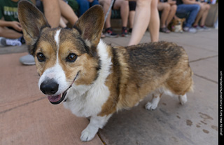 2024 Tour de Corgi - tour