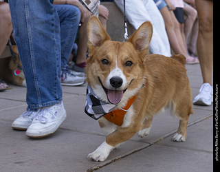 2024 Tour de Corgi - tour