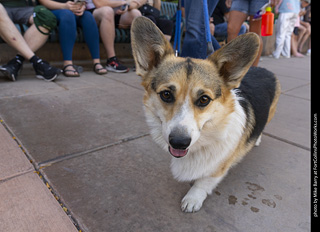 2024 Tour de Corgi - tour