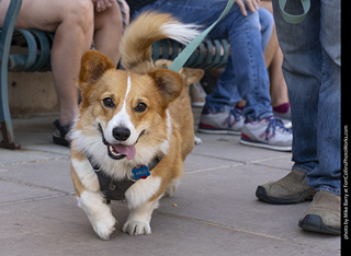 2024 Tour de Corgi - tour
