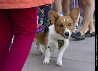 2024 Tour de Corgi - tour