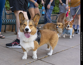 2024 Tour de Corgi - tour