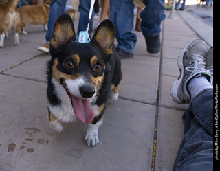 2024 Tour de Corgi - tour