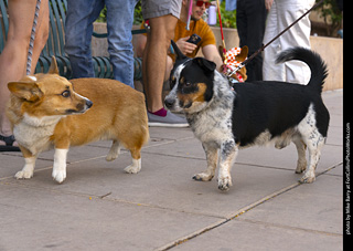 2024 Tour de Corgi - tour