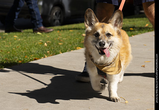 2024 Tour de Corgi - tour