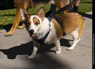 2024 Tour de Corgi - tour
