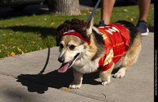 2024 Tour de Corgi - tour