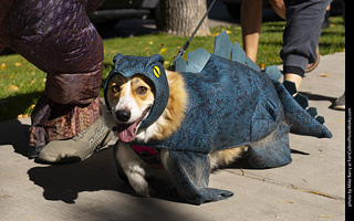 2024 Tour de Corgi - tour