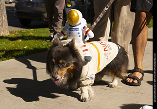 2024 Tour de Corgi - tour