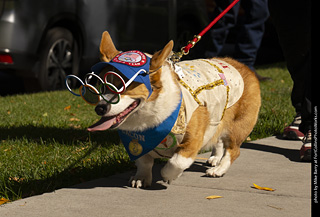 2024 Tour de Corgi - tour