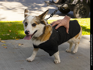 2024 Tour de Corgi - tour