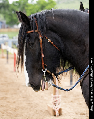 Knights of Mayhem at CMF 2025