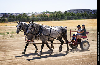 Draft Horse Show at LCF 2025