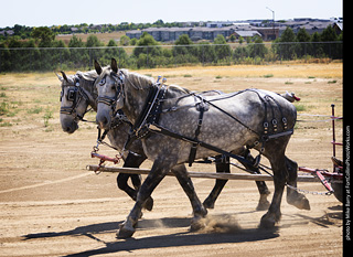 Draft Horse Show at LCF 2025