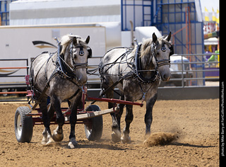Draft Horse Show at LCF 2025