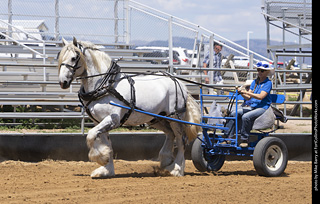 Draft Horse Show at LCF 2025