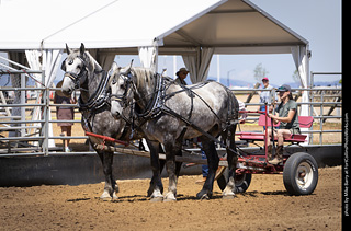 Draft Horse Show at LCF 2025