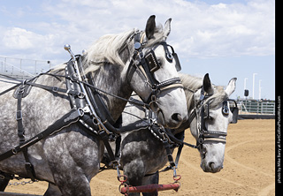 Draft Horse Show at LCF 2025