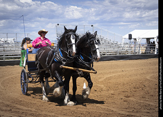 Draft Horse Show at LCF 2025