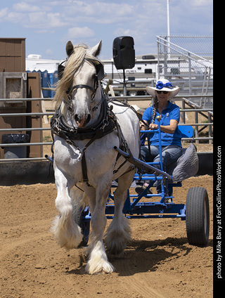 Draft Horse Show at LCF 2025