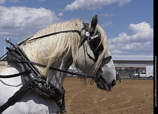 Draft Horse Show at LCF 2025