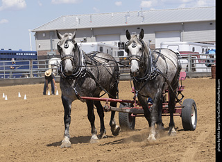 Draft Horse Show at LCF 2025