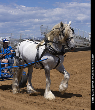 Draft Horse Show at LCF 2025
