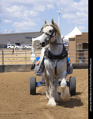 Draft Horse Show at LCF 2025