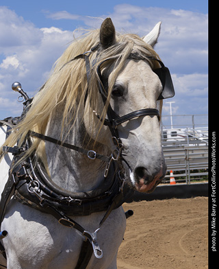 Draft Horse Show at LCF 2025