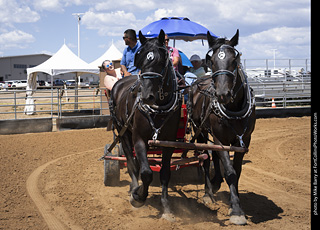 Draft Horse Show at LCF 2025