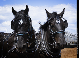 Draft Horse Show at LCF 2025