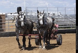 Draft Horse Show at LCF 2025