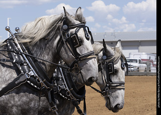 Draft Horse Show at LCF 2025