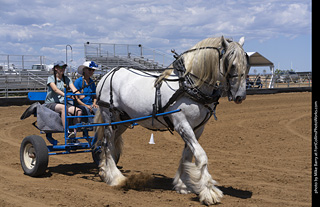 Draft Horse Show at LCF 2025