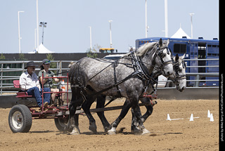 Draft Horse Show at LCF 2025